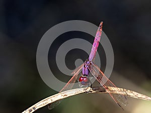 Beautiful transparent dragonfly on a branch, Namibia