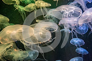 Beautiful transparent Moon Sea Jelly Fish in SEA Aquarium