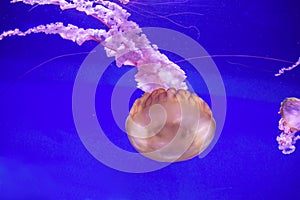 beautiful transparent pink with a lace tail jellyfish on a blue background.Oceanogr fic, City of Arts and Sciences,widlife,