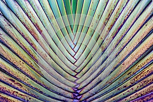 Beautiful Travelers palm for background