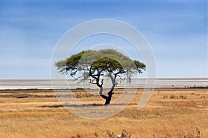 Beautiful tree in African savanna photo