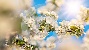 beautiful tree an Apple tree in flower on the green grass with the sun and blue sky