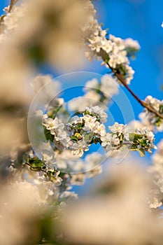 beautiful tree an Apple tree in flower on the green grass with the sun and blue sky