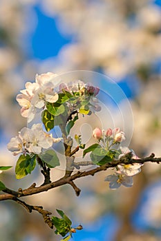 beautiful tree an Apple tree in flower on the green grass with the sun and blue sky