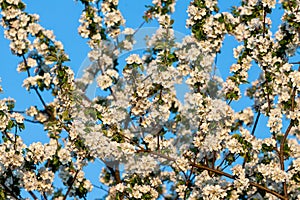 beautiful tree an Apple tree in flower on the green grass with the sun and blue sky