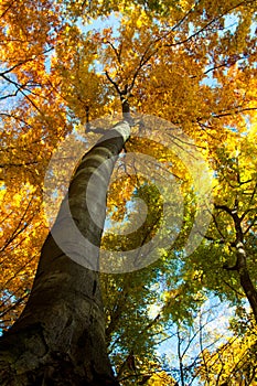 Beautiful tree during autumn