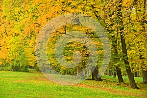 Beautiful tree in autumn park