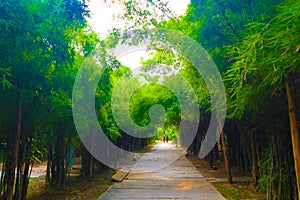 Beautiful tree and bamboo tunnel in the public parks background and wallpaper