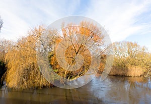 Beautiful tree on banks of River Avon Christchurch Dorset England UK