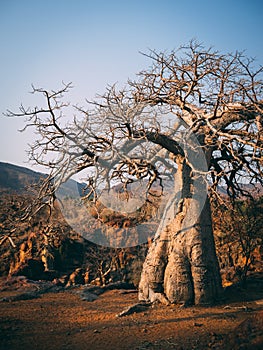 Beautiful tree Baobab near Epupa falls in North Namibia