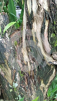 beautiful tree bark pattern