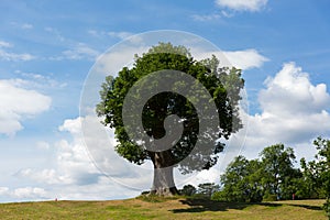 Beautiful tree with big trunk on top of a hill with blue sky in summer