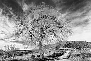 Beautiful tree in black and white against a dramatic sky in the Sienese countryside, Tuscany, Italy