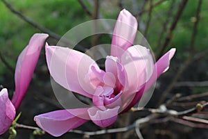 Beautiful tree blossoming pink magnolia