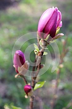 Beautiful tree blossoming pink magnolia