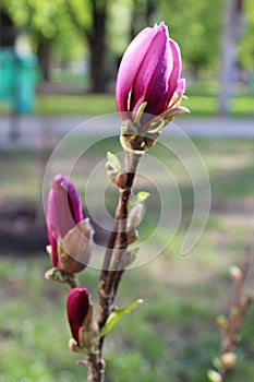 Beautiful tree blossoming pink magnolia