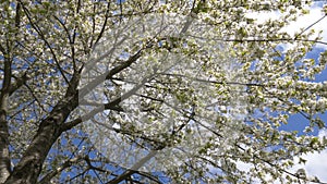 Beautiful tree blossoms