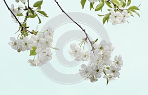 Beautiful tree blossoms against a blue background.