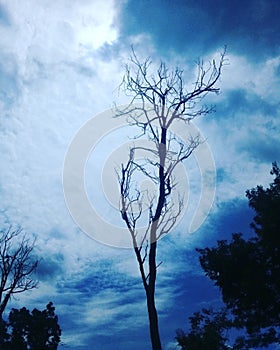 beautiful tree with blue sky ad white cloud