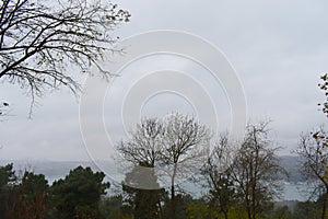 Beautiful tree on blue sky background. Fresh green trees and blue  sky and clouds