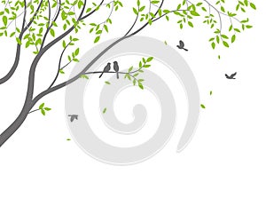 Beautiful tree branch with birds silhouette background for wallpaper sticker