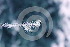 Beautiful tree branch, covered with white, sharp needles of hoarfrost on a background of a winter landscape, concept seasonal,