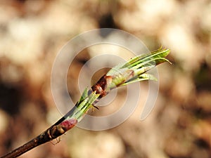 Tree branch bud in spring, Lithuania