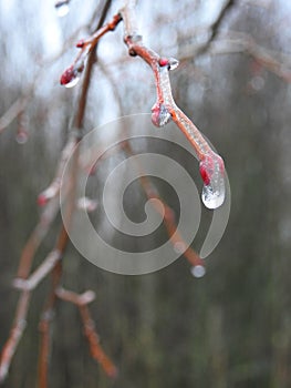 Beautiful tree branch in ice frost, Lithuania