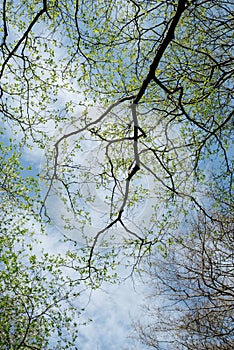 Beautiful tree branches against a blue sky