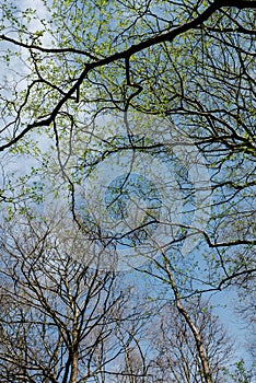 Beautiful tree branches against a blue sky