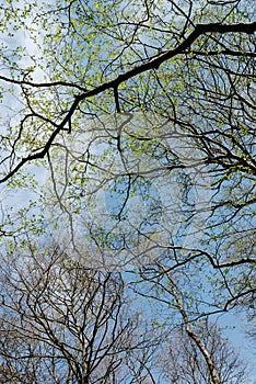 Beautiful tree branches against a blue sky