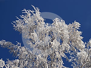 beautiful tree branches covered with snow against the blue sky on a bright Sunny winter day