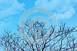 Beautiful Tree branches without leaf in spring against blue cloudy sky background.