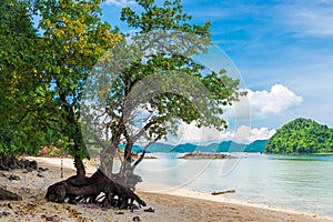 Beautiful tree with branchy roots on the sandy beach of the uninhabited island of Thailand