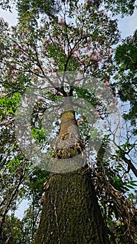 A beautiful tree called Sapucaia (Lecythis pisonis)