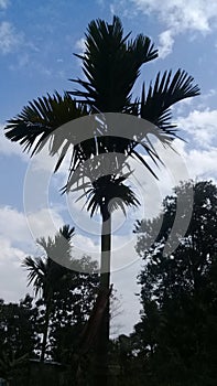 Beautiful tree with cloud in assam,india photo