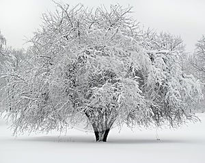 Beautiful tree covered with snow photo