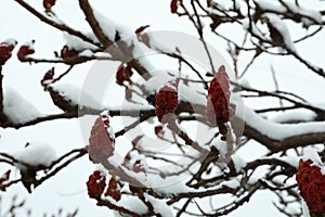 Beautiful tree covered with snow outdoors on winter day, closeup