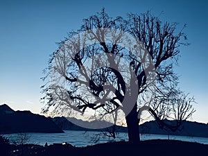 A Beautiful Tree During Dawn