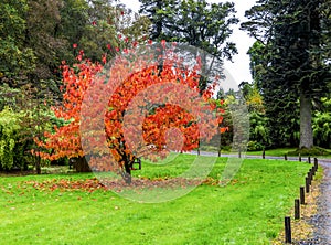 A beautiful tree with falling colourful red and orange leaves during autumn season in Benmore Botanic Garden, Scotland