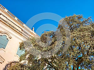 Beautiful tree in Fatima (Portugal)