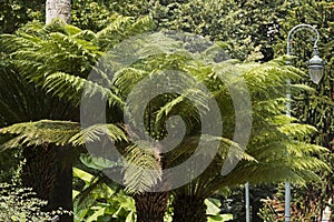 Tree fern Cyatheales in a green space photo