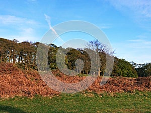 Beautiful tree in the field