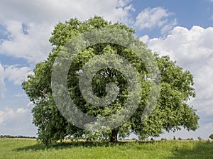 Beautiful tree in the field under blue cloudy sky in Ukraine