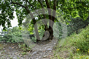 A beautiful tree in the forest