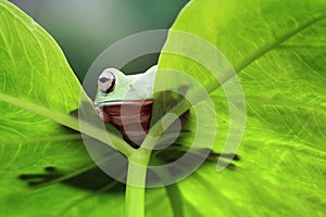 Tree frog, dumpy frog hide on leaf frame photo