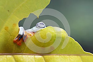 Tree frog, Flying frog hide on leaf