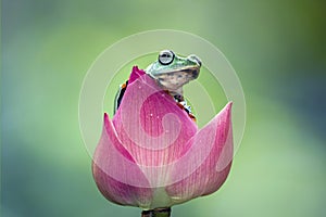 Beautiful tree frog sitting on bud