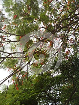 Flowered Tree photo