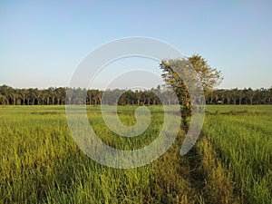 Beautiful tree on the grren rice fields in the countryside view